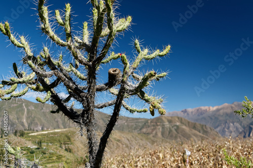 Photos Drzewo kaktusowe Cylindropuntia.