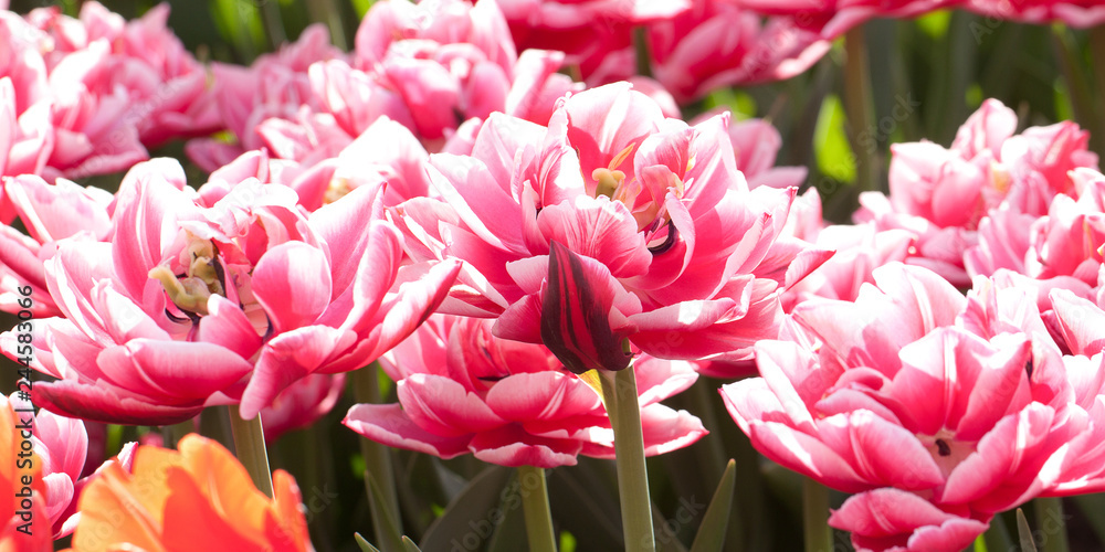Obraz premium sunny spring garden with beautiful fluffy red and white tulips