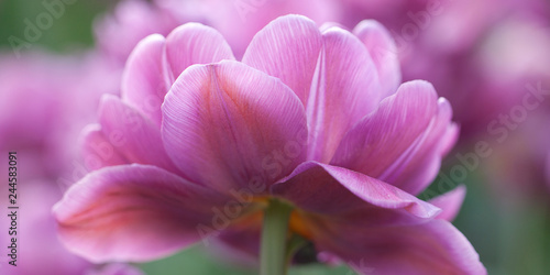 beautiful lilac fluffy tulip with beautiful petals © guppys