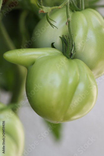 Wird green tomatoes