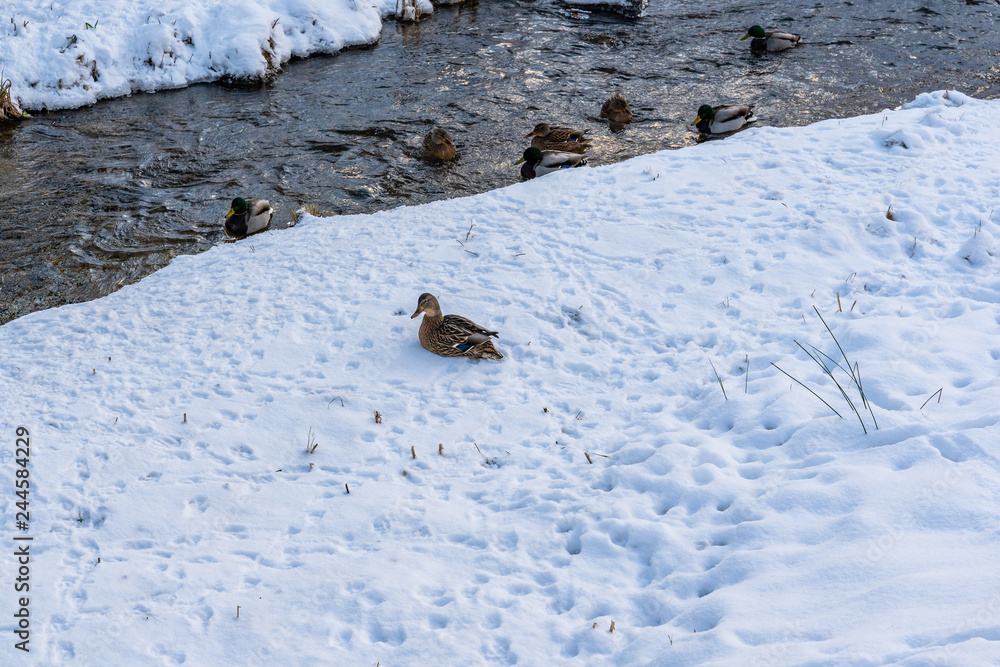 Photo of Ducks Swimming in Partly Frozen River in Park on Sunny Winter Day