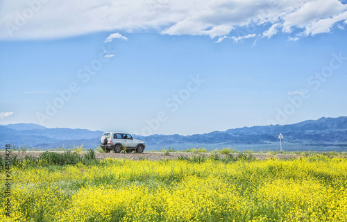 car in front of a field of yellow flowers