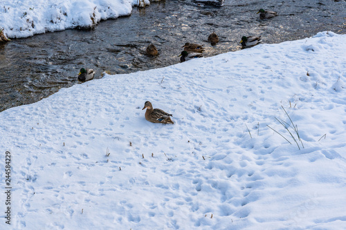 Photo of Ducks Swimming in Partly Frozen River in Park on Sunny Winter Day © Reinholds
