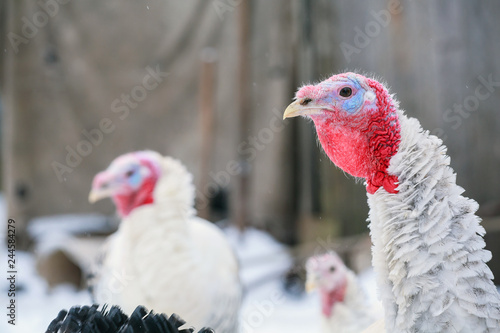 Turkey on a farm , breeding turkeys. Turkeys on the farm yard in the village