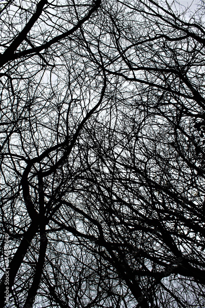 Cheveux d'arbre Cheveux d'arbre