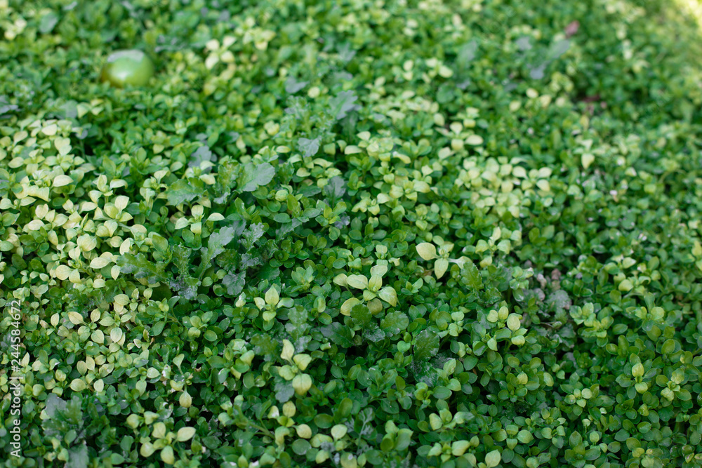 Green grass natural background. Top view Green grass natural background. Top view