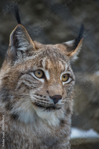 Portrait of a lynx © TATIANA