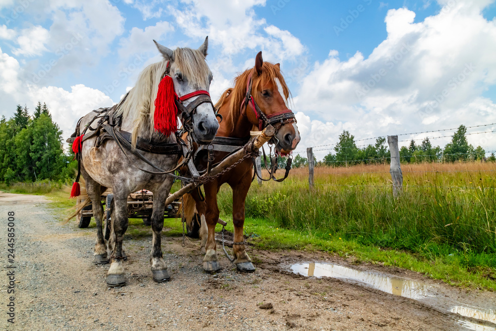 Two Horses on a Country Road