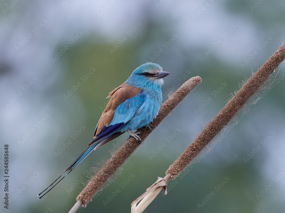 Obraz premium Abyssinian roller in its natural habitat in Gambia