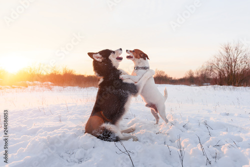 Fototapeta Naklejka Na Ścianę i Meble -  Siberian husky and jack russel terrier dogs playing on winter field. Happy puppys in fluffy snow. Animal photography