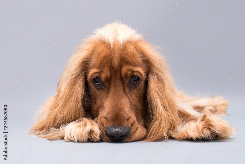 Cocker Spaniel isolated on grey background. 