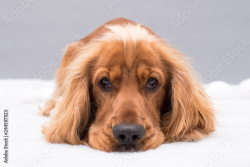 Cocker Spaniel isolated on grey background.  © Life in Pixels