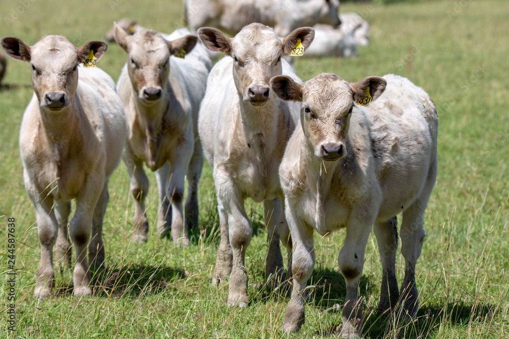 Young charolais white calves in a grassy field in Canterbury, New Zealand Young charolais white calves in a grassy field in Canterbury, New Zealand