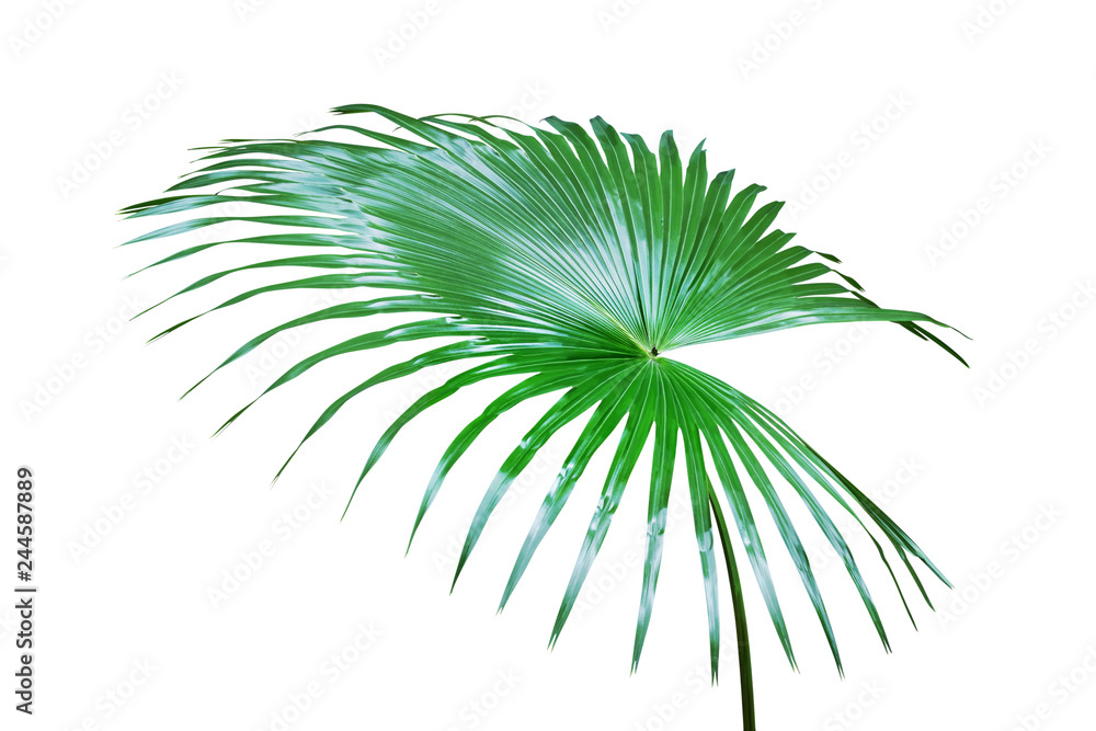Fototapeta premium Fresh Green Leaf of Exotic Tropical Palm Isolated on White Background
