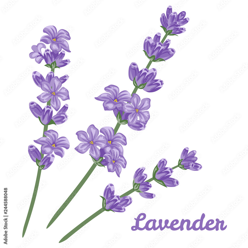Lavender on white background. Vector illustration of flowers in cartoon  simple flat style. Stock Vector | Adobe Stock