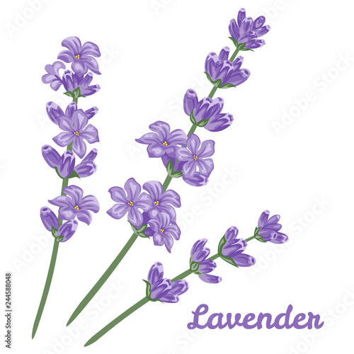 Lavender on white background. Vector illustration of flowers in cartoon simple flat style.