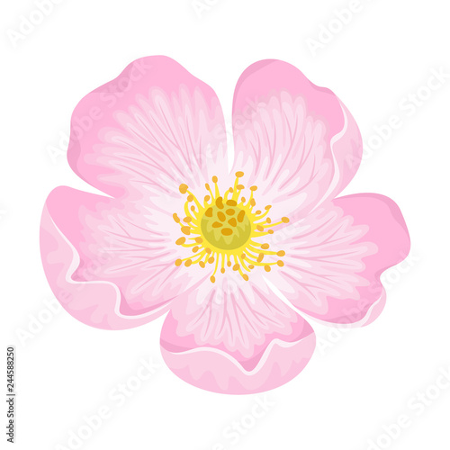 Dog-rose flower isolated on white background. Vector illustration of Rosehip in simple cartoon flat style. Wild rose icon.
