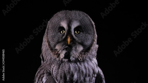 Portrait von einem Bartkauz als Studioaufnahme vor schwarzem Hintergrund, mehrere takes