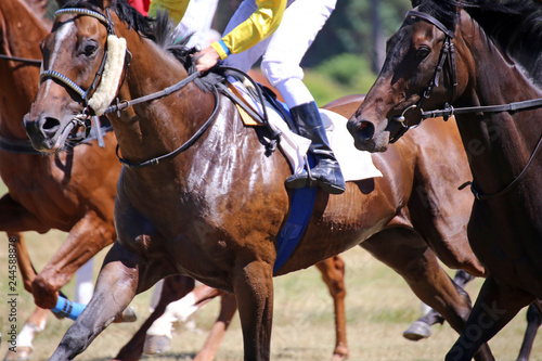 Horse race (Gallop) © U. J. Alexander
