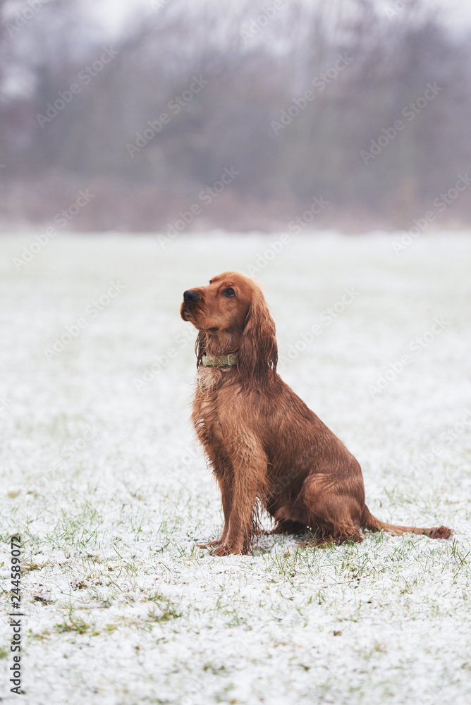 Obraz premium Cocker Spaniel Snow Day