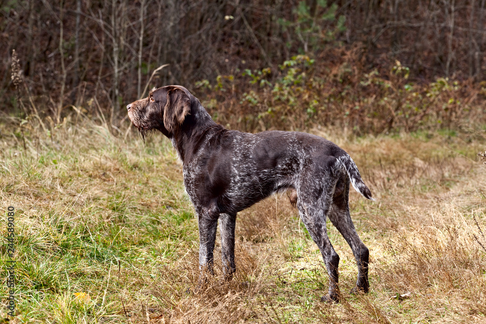 Dog breed Drathaar German Wirehaired pointer on nature Dog breed Drathaar German Wirehaired pointer on nature