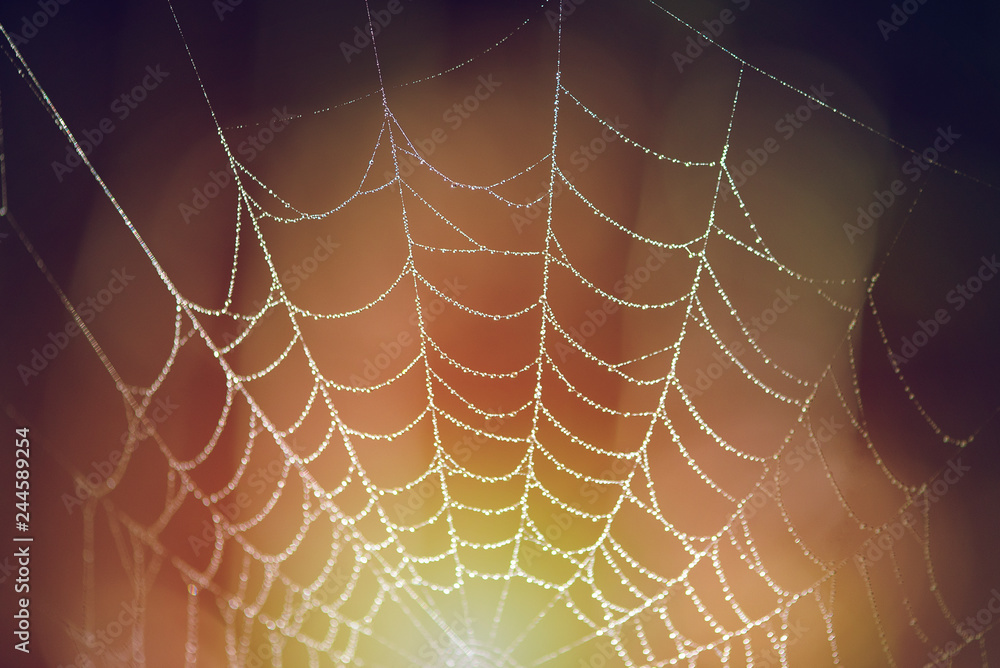 morning dew on spiderweb