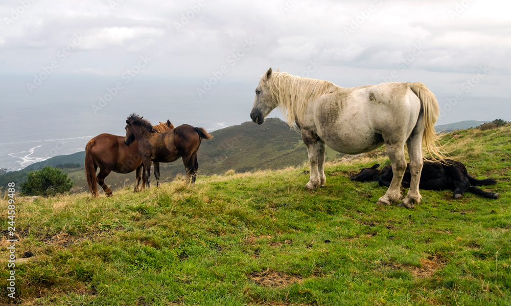 Horses in the fields of the Basque Country Horses in the fields of the Basque Country