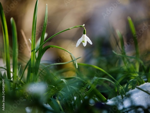 Schneeglöckchen im frohen Frühlingsbokeh photo