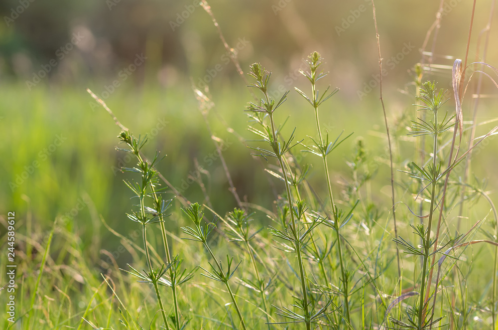 Green grass in the field with sunbeams Green grass in the field with sunbeams