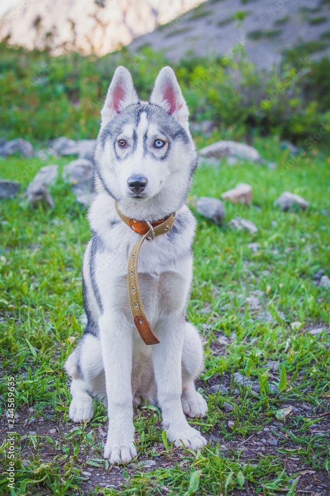 Husky dog in the mountains