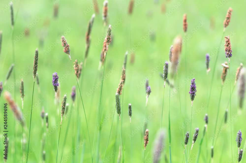 Green grass in the field close up Green grass in the field close up
