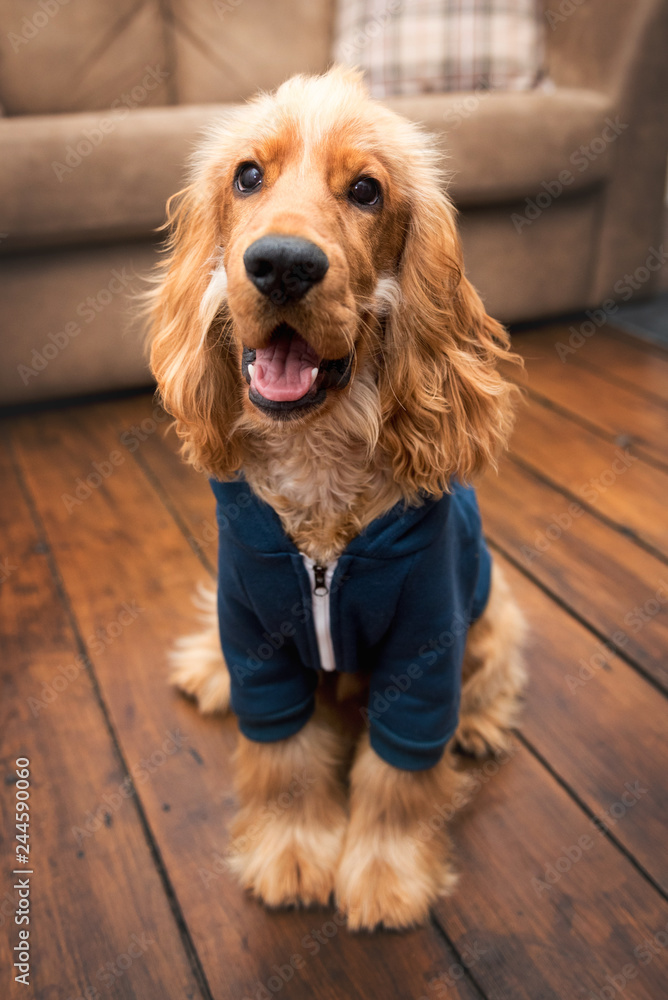 Golden Cocker Spaniel wearing his blue hoodie jacket Stock Photo