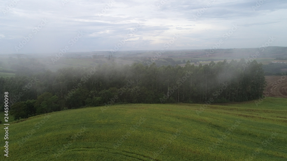 Mist in the Field, FOG, Farm, tree, landscapee Mist in the Field, FOG, Farm, tree, landscapee