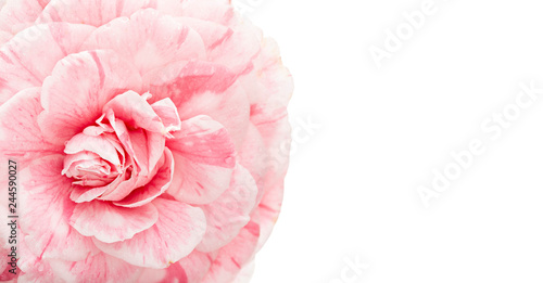 Pink camellia flower isolated on white background with copy space for invitation, greeting card