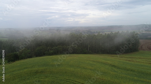 Mist in the Field, FOG, Farm, tree, landscapee