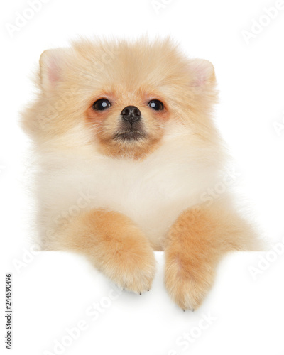 Pomeranian Spitz puppy above banner © jagodka