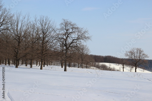 winter landscape with trees © Александр Новожилов