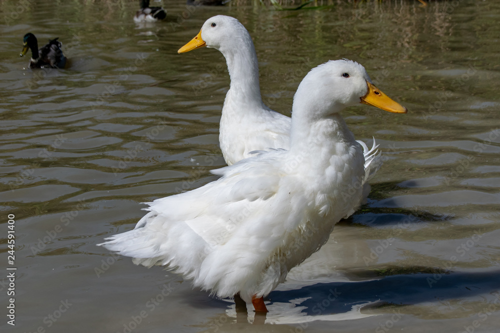 White feathers of Pekin Aylesbury Duck White feathers of Pekin Aylesbury Duck