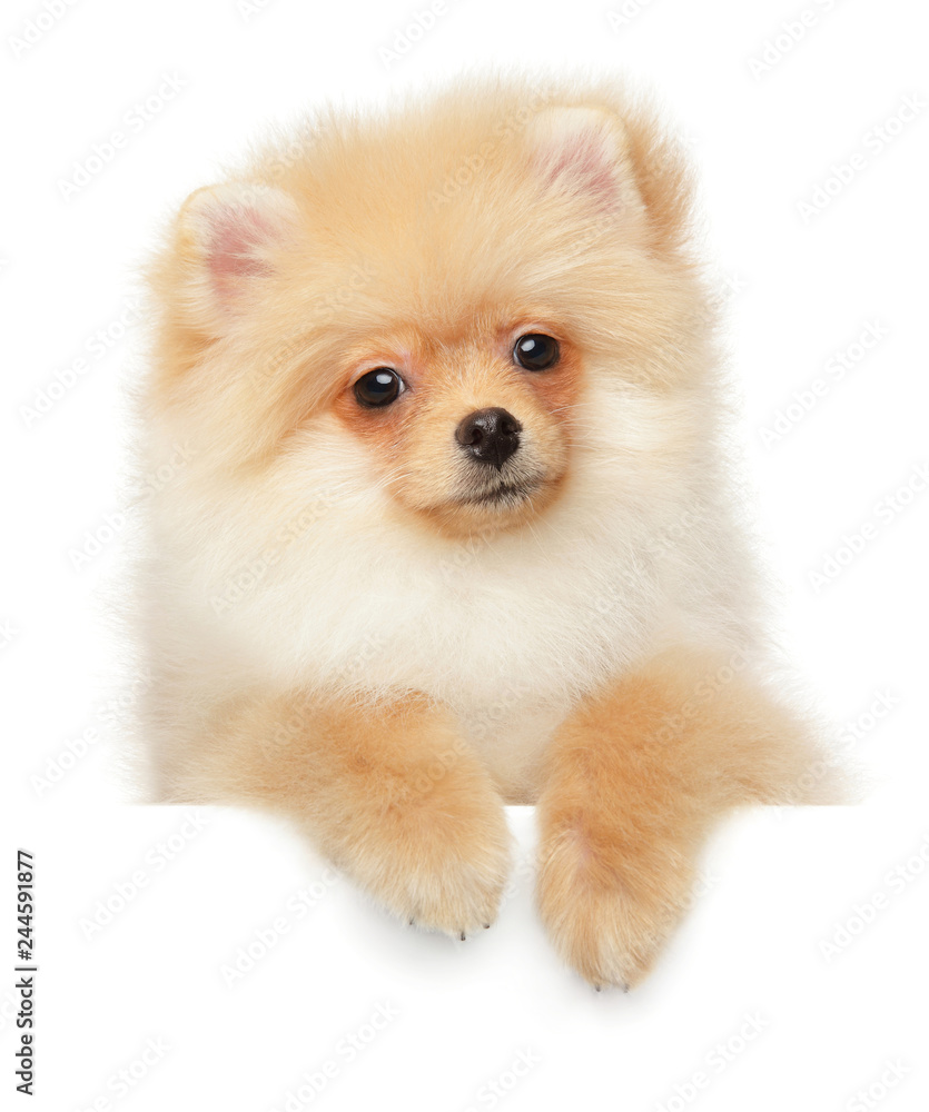 Obraz premium Pomeranian Spitz puppy above banner