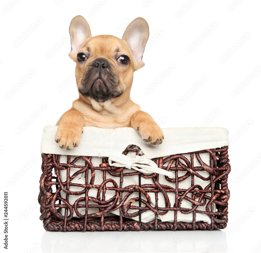 basket of french bulldog puppies