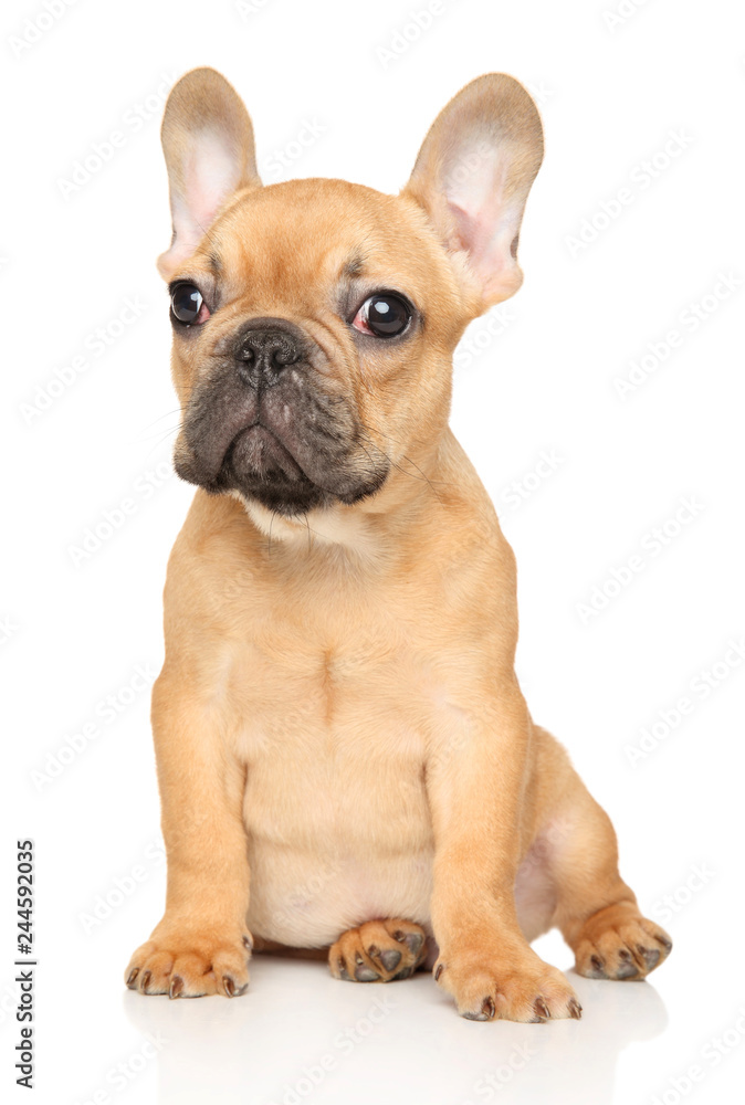 French Bulldog puppy sits on white background