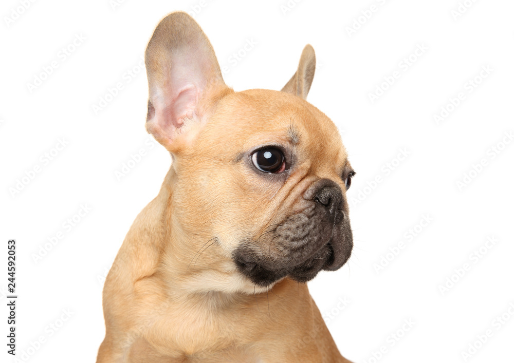 French bulldog puppy looking sideway