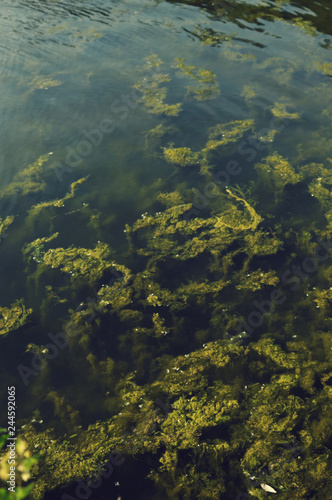 plants underwater of a lake