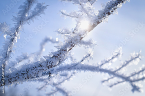 The sun shines through the branches of a tree covered in snow crystals