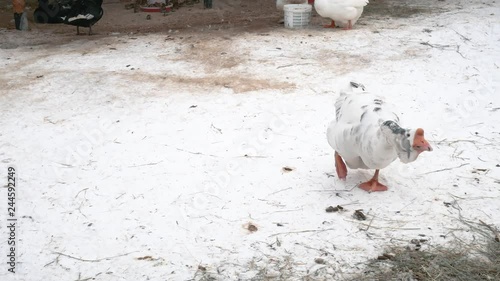 Domestic goose attacks, scaring all from their possessions. Poultry in the yard in winter