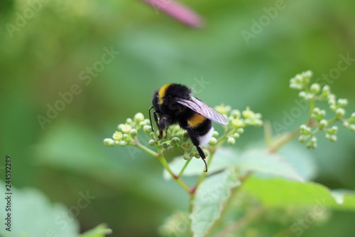 bumblebee on a flower © Zmicier