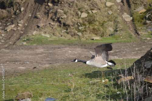 goose in flight