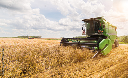 Harvesting of wheat field with combine