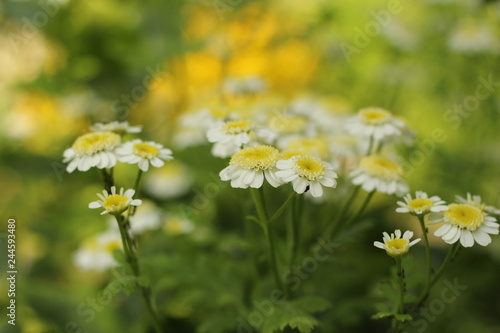 group beautiful chamomile flowers with a soft background