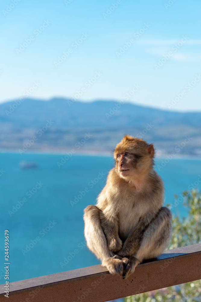 Naklejka premium Young macaque at Gibraltar